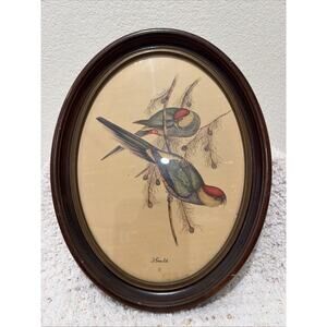 Vintage J. Gould Parakeet Lovebirds In Vintage Frame 13 X 10